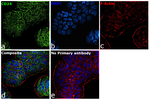CD24 Antibody in Immunocytochemistry (ICC/IF)