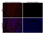 CD24 Antibody in Immunohistochemistry (Paraffin) (IHC (P))