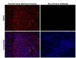 CD24 Antibody in Immunohistochemistry (Paraffin) (IHC (P))