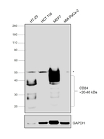 CD24 Antibody in Western Blot (WB)