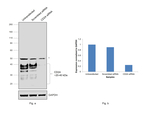 CD24 Antibody in Western Blot (WB)