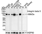 ITGB5 Antibody in Western Blot (WB)