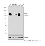 ITGB5 Antibody in Western Blot (WB)