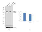 ITGB5 Antibody in Western Blot (WB)
