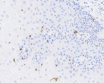 Langerin Antibody in Immunohistochemistry (Paraffin) (IHC (P))