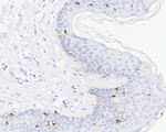Langerin Antibody in Immunohistochemistry (Paraffin) (IHC (P))