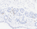Langerin Antibody in Immunohistochemistry (Paraffin) (IHC (P))
