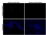Langerin Antibody