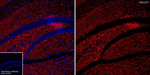 VGLUT1 Antibody in Immunohistochemistry (Frozen) (IHC (F))