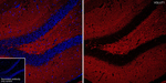 VGLUT1 Antibody in Immunohistochemistry (Frozen) (IHC (F))