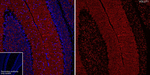 VGLUT1 Antibody in Immunohistochemistry (Frozen) (IHC (F))