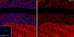 VGLUT1 Antibody in Immunohistochemistry (Frozen) (IHC (F))