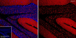 VGLUT1 Antibody in Immunohistochemistry (Frozen) (IHC (F))