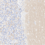 VGLUT1 Antibody in Immunohistochemistry (Paraffin) (IHC (P))