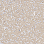 VGLUT1 Antibody in Immunohistochemistry (Paraffin) (IHC (P))