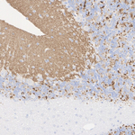 VGLUT1 Antibody in Immunohistochemistry (Paraffin) (IHC (P))