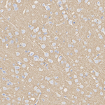 VGLUT1 Antibody in Immunohistochemistry (Paraffin) (IHC (P))