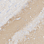 VGLUT1 Antibody in Immunohistochemistry (Paraffin) (IHC (P))