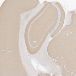 VGLUT1 Antibody in Immunohistochemistry (Paraffin) (IHC (P))