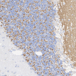 VGLUT1 Antibody in Immunohistochemistry (Paraffin) (IHC (P))