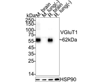VGLUT1 Antibody in Western Blot (WB)