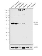 VGLUT1 Antibody in Western Blot (WB)