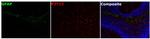 P2Y12 Antibody in Multiplex Immunohistochemistry (mIHC)