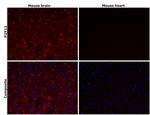 P2Y12 Antibody