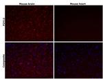 P2Y12 Antibody