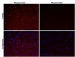 P2Y12 Antibody