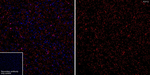 P2Y12 Antibody in Immunohistochemistry (Frozen) (IHC (F))