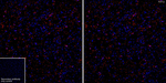 P2Y12 Antibody in Immunohistochemistry (Frozen) (IHC (F))