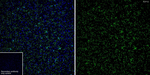 P2Y12 Antibody in Immunohistochemistry (Paraffin) (IHC (P))