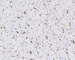 P2Y12 Antibody in Immunohistochemistry (Paraffin) (IHC (P))