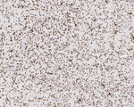 P2Y12 Antibody in Immunohistochemistry (Paraffin) (IHC (P))