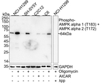 Phospho-AMPK alpha-1,2 (Thr183, Thr172) Antibody in Western Blot (WB)