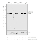 Phospho-AMPK alpha-1,2 (Thr183, Thr172) Antibody in Western Blot (WB)