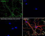 Synapsin 1/2 Antibody in Immunocytochemistry (ICC/IF)