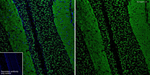 Synapsin 1/2 Antibody in Immunohistochemistry (Frozen) (IHC (F))