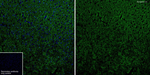 Synapsin 1/2 Antibody in Immunohistochemistry (Frozen) (IHC (F))
