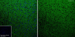 Synapsin 1/2 Antibody in Immunohistochemistry (Frozen) (IHC (F))