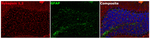 Synapsin 1/2 Antibody in Immunohistochemistry (Paraffin) (IHC (P))