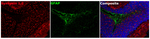 Synapsin 1/2 Antibody in Immunohistochemistry (Paraffin) (IHC (P))