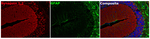 Synapsin 1/2 Antibody in Immunohistochemistry (Paraffin) (IHC (P))