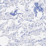 Synapsin 1/2 Antibody in Immunohistochemistry (Paraffin) (IHC (P))