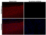 Synapsin 1/2 Antibody in Immunohistochemistry (Paraffin) (IHC (P))