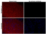 Synapsin 1/2 Antibody in Immunohistochemistry (Paraffin) (IHC (P))
