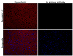 Synapsin 1/2 Antibody in Immunohistochemistry (Paraffin) (IHC (P))