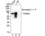 Synapsin 1/2 Antibody in Immunoprecipitation (IP)