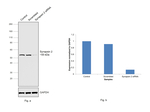 Synapsin 1/2 Antibody